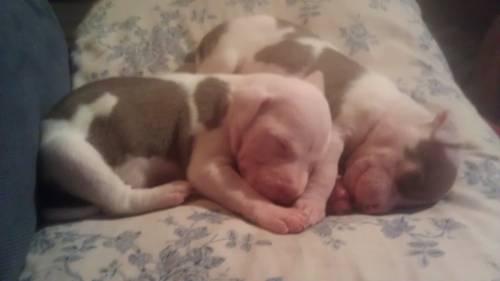 I have New borns pitbull puppies