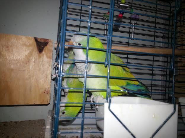 I need 2 bluegray tanagers male and famale