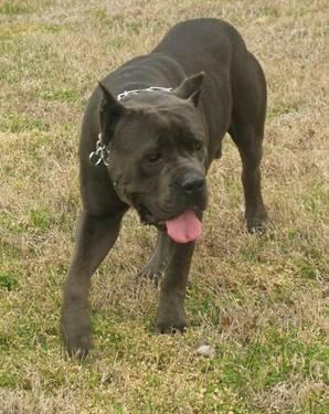 ICCF and AKC cane Corso babies due(baby blues)