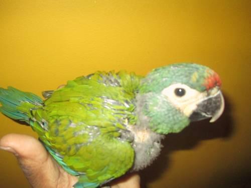 illinger macaw