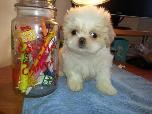 ## IMPERIAL Shih-Tzu puppies. Itty Bittys. :-)