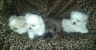 Imperial Shih Tzu Puppies Born 12/31/2014