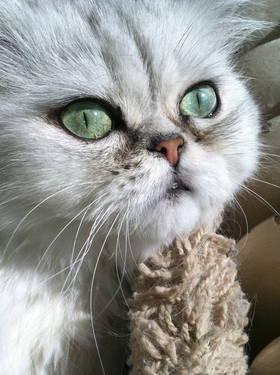 ISO CFA Registered Stud Silver or Golden Persian