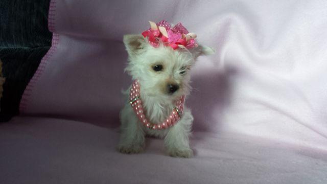 Itsy is akc platinum parti yorkie 3.25 lb when adult!