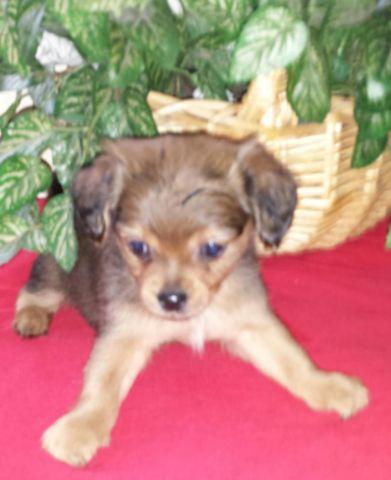 ** Itty Bitty Chiweenie puppies! ! **ONLY 1 LEFT!!!