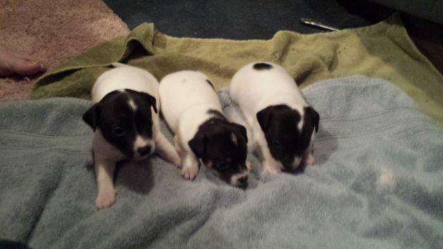 Jack Russell chihuahua pups