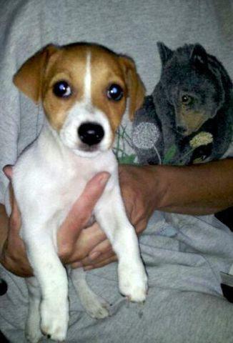 Jack Russell Puppies