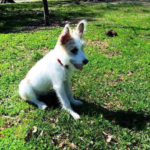 Jack Russell Terrier - Adrienne - Small - Senior - Female - Dog