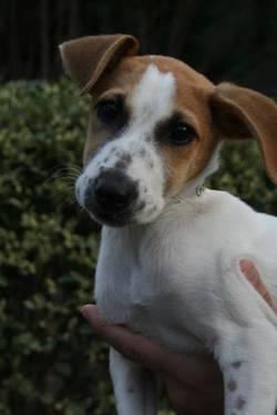 Jack Russell Terrier - Bonnie - Medium - Baby - Female - Dog