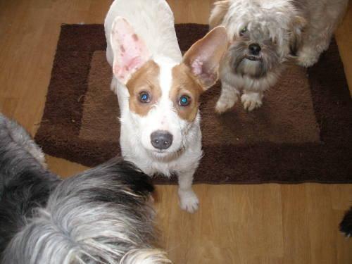 Jack Russell Terrier - Bridget - Small - Adult - Female - Dog