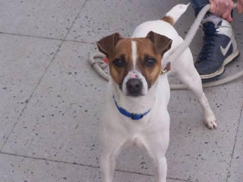 Jack Russell Terrier - Buddy - Small - Adult - Male - Dog