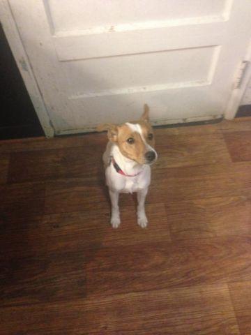 Jack Russell Terrier (CHICAGO)