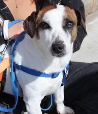 Jack Russell Terrier - Colby - Small - Adult - Male - Dog