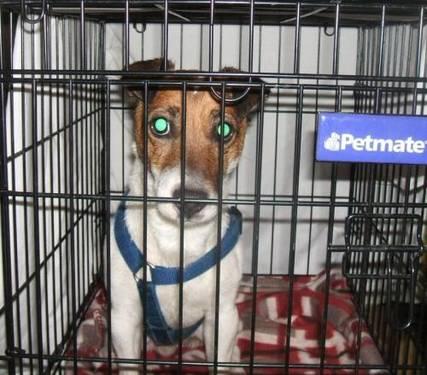 Jack Russell Terrier - Dash/adopted - Small - Adult - Male - Dog