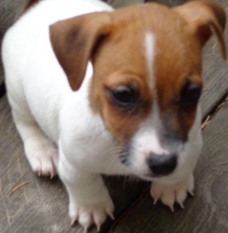 Jack Russell Terrier - Jack - Small - Adult - Male - Dog