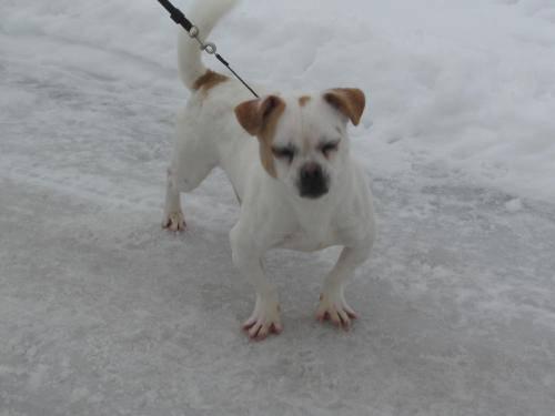 Jack Russell Terrier - Jacko - Small - Young - Male - Dog