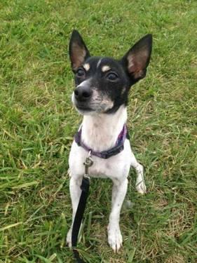 Jack Russell Terrier - Jerry - Small - Adult - Male - Dog