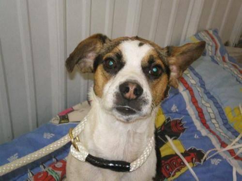 Jack Russell Terrier, male,would be great for agility