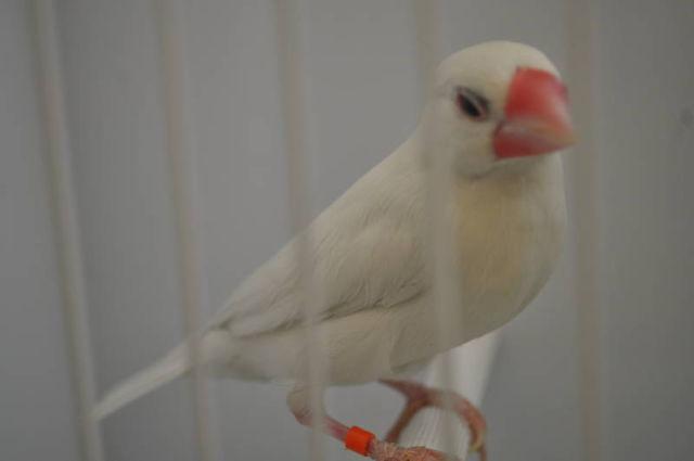 Java finches for sale