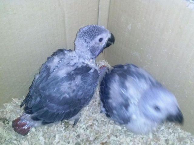 JJJ pet supplies have two baby African Grey for sale