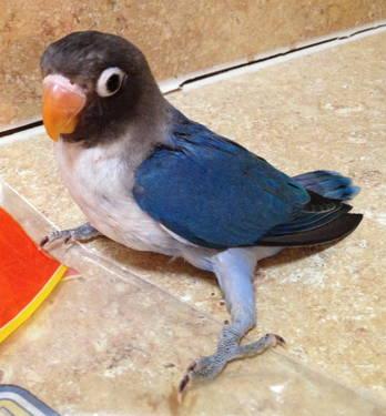 JUST WEANED BLUE MASK FEMALE SPLIT TO ALBINO LOVEBIRD