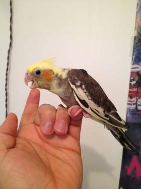 JUST WEANED OUT DNA'D MALE PIED COCKATIELS