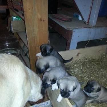 kangal puppies for sale in Upstate New York