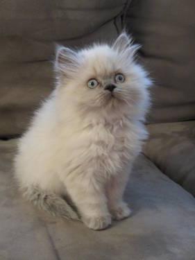 ISO: Kitten born with Cerebrellar Hypoplasia (CH)
