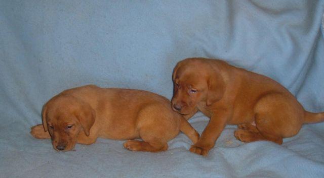 Lab AKC Fox Red / Yellow Puppies