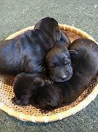 Lab Puppies-home raised