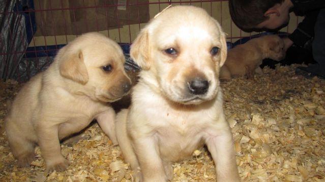 LAB puppies!!! HURRY only a few left