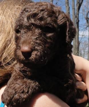 Labradoodle F1B (2nd Gen) Puppies for Adoption