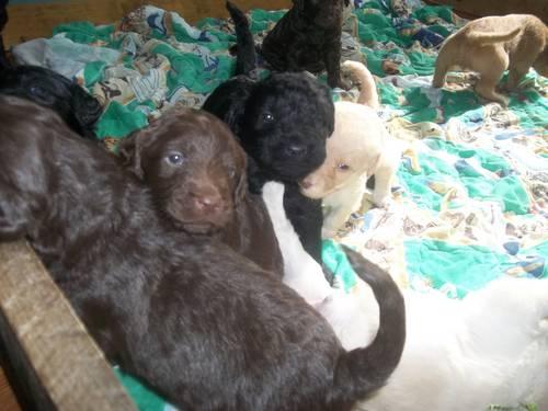 Labradoodle Puppies F1 - Born February 28th