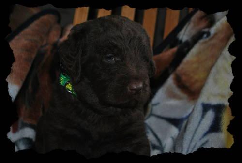 Labradoodle Puppies Yes They Are Cute