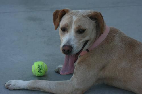 Labrador Retriever - Abby - Medium - Young - Female - Dog