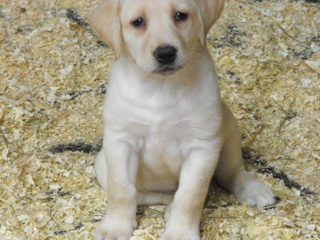Labrador Retriever - Brody - Medium - Senior - Male - Dog