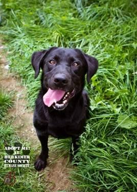 Labrador Retriever - Buddy - Large - Adult - Male - Dog