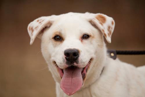Labrador Retriever - Buster - Large - Adult - Male - Dog
