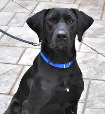 Labrador Retriever - Charlie - Large - Adult - Male - Dog