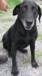 Labrador Retriever - Cheyenne - Medium - Senior - Female - Dog