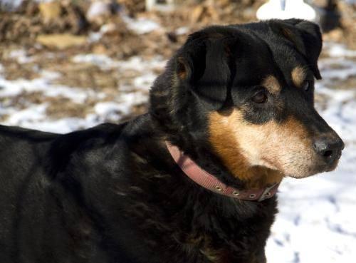 Labrador Retriever - Dj - Large - Senior - Female - Dog