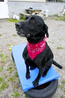 Labrador Retriever - Jake - Large - Adult - Male - Dog