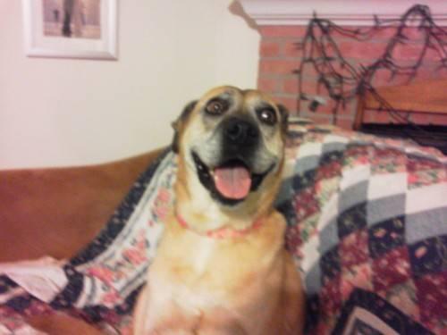 Labrador Retriever - Joy - Medium - Senior - Female - Dog