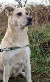 Labrador Retriever - Kasha - Large - Adult - Female - Dog