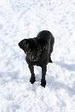 Labrador Retriever - Leo - Medium - Adult - Male - Dog