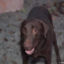 Labrador Retriever - Levi - Large - Adult - Male - Dog