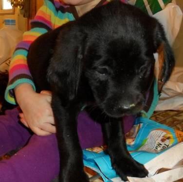 Labrador Retriever - Maxie - Medium - Baby - Female - Dog