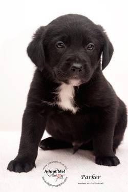 Labrador Retriever - Parker - Medium - Baby - Male - Dog