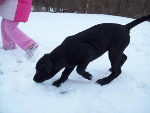 Labrador Retriever - Puppies - Medium - Baby - Female - Dog