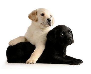 Labrador Retriever Puppies, Yellow & Black, AKC, Quality English lines